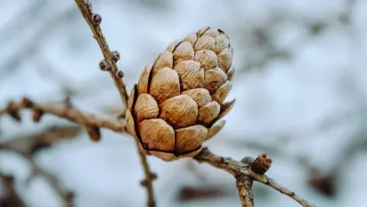Морози до –18°, хуртовини та ожеледиця: прогноз погоди на 11 січня - фото