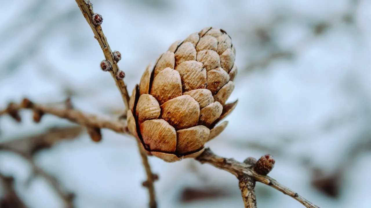Морози до –18°, хуртовини та ожеледиця: прогноз погоди на 11 січня 