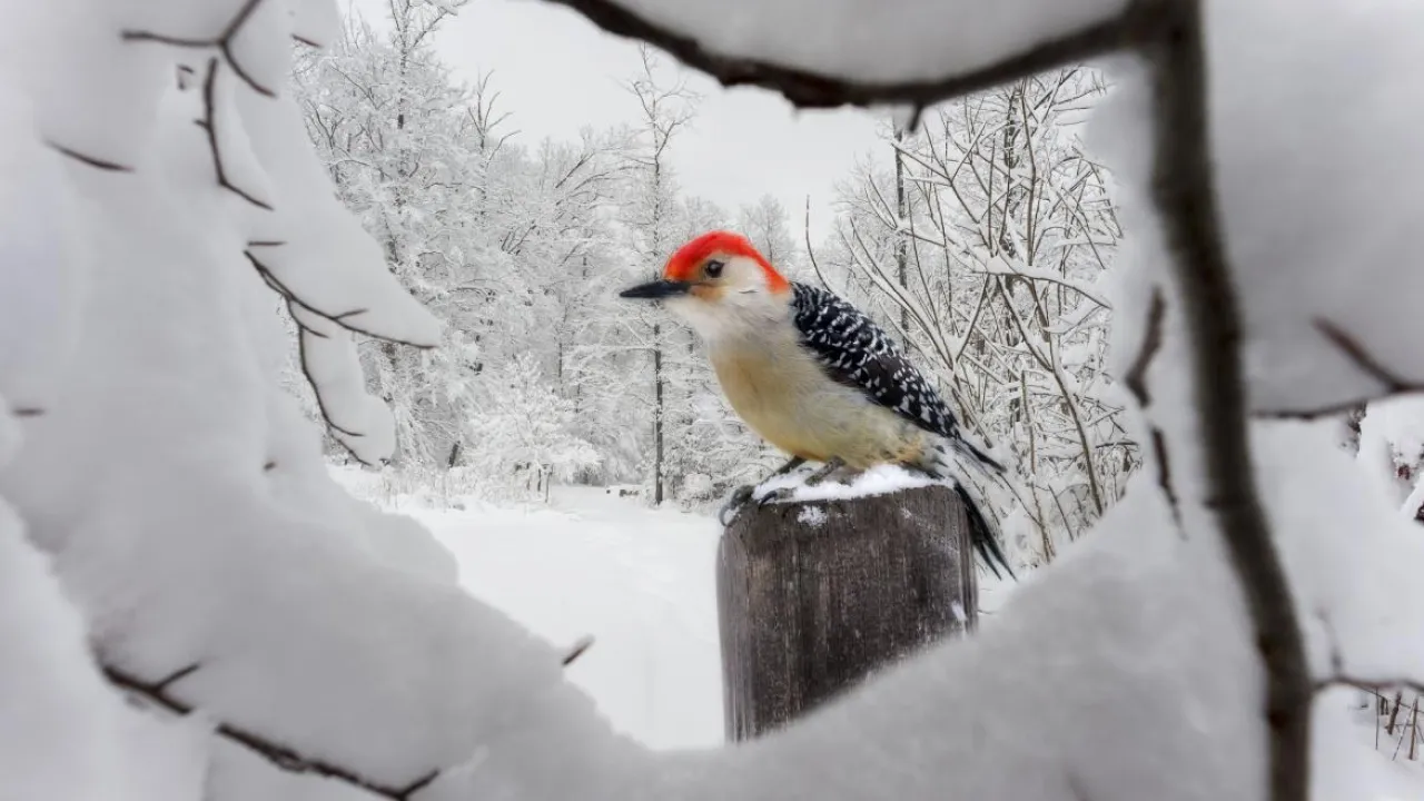 Погода в Україні 12 січня: морози до -16° та несподіване прояснення 