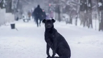 Потепління відступає: 16 січня в Україну знову повертаються морози - фото