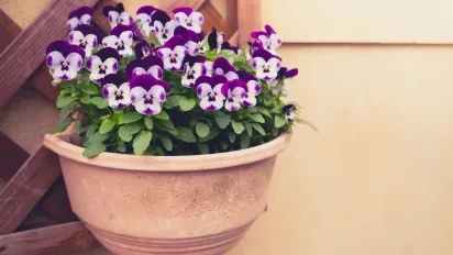 Буде квітнути навіть узимку: квітникарі розкрили секретний спосіб стимуляції фіалок без хімії - фото