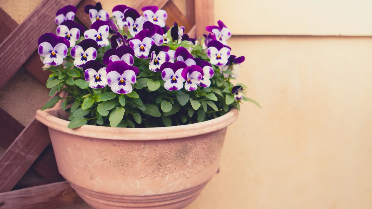 Буде квітнути навіть узимку: квітникарі розкрили секретний спосіб стимуляції фіалок без хімії 