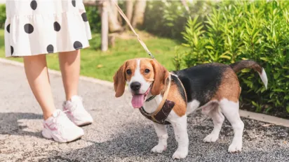 В Україні заборонять тримати собак на ланцюгу без вигулу: Рада готує революцію для власників тварин - фото