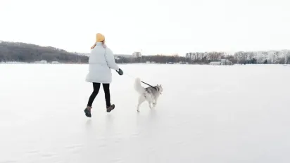 Критична межа градусника: коли прогулянка з собакою стає небезпечною для його життя - фото