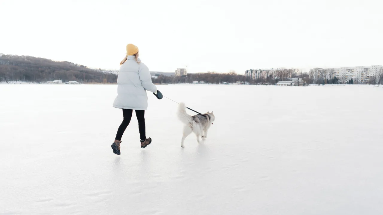Критична межа градусника: коли прогулянка з собакою стає небезпечною для його життя 