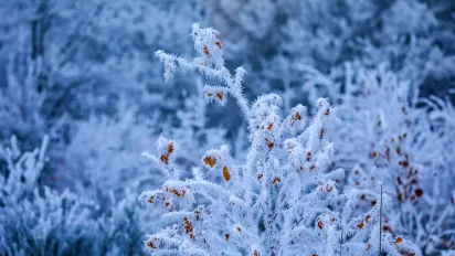 День Макарія 19 січня: чому сьогодні небезпечно пити чай на самоті та носити чорне - фото