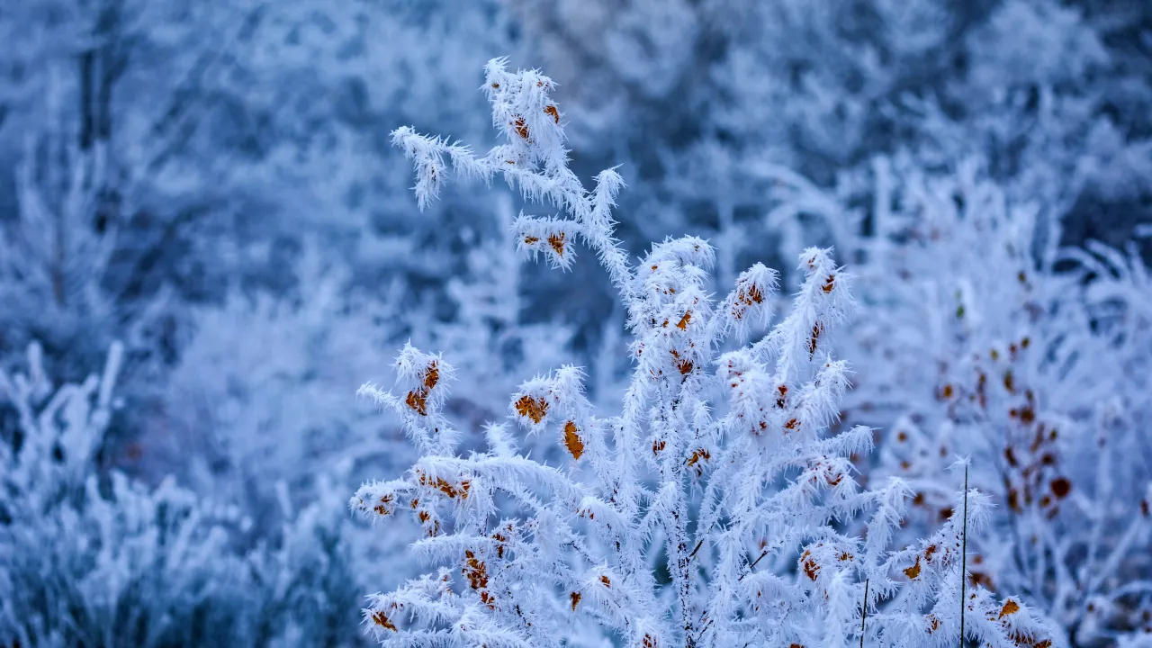 День Макарія 19 січня: чому сьогодні небезпечно пити чай на самоті та носити чорне 