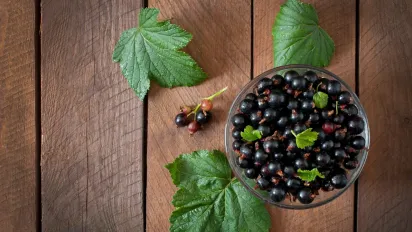 Чи безпечно обливати смородину окропом: чому у 2026 році "дідівський метод" може знищити врожай - фото