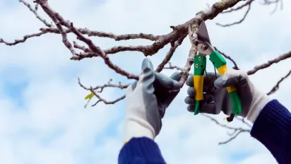 Зимова ревізія саду: повний перелік рослин, яким потрібна обрізка в січні - фото