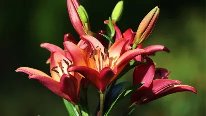 Замість дорогих цибулин: як виростити лілії з насіння у 2026 році - фото