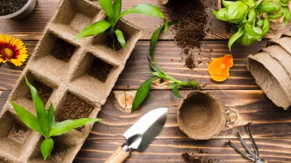 Секрет раннього цвітіння: 7 багаторічних рослин, які досвідчені садівники радять садити вже у січні - фото