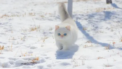 Морози слабшають, але зима не відступає: якою буде погода в Україні 21 січня - фото