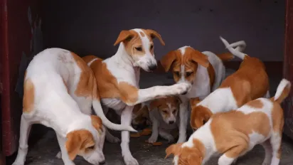 З собакою в магазин і кафе: уряд готує революційні зміни для власників тварин - фото