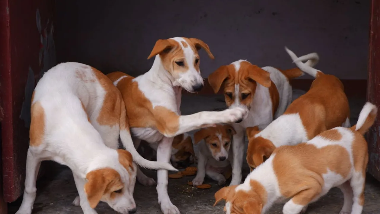 З собакою в магазин і кафе: уряд готує революційні зміни для власників тварин 
