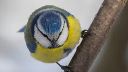 В Україні нарешті слабшають морози: температура підскочить на 5–7 градусів - фото