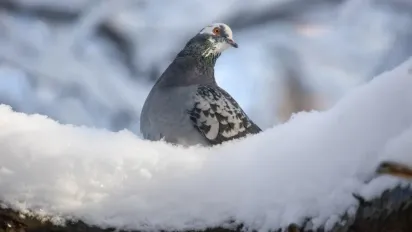 До України повертається тепла європейська зима: синоптикиня назвала точну дату - фото
