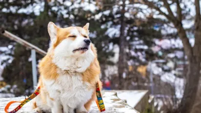 Відлига вже близько: коли в Україні різко потепліє і що зміниться з 26 січня - фото