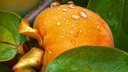 Чи потрібно чистити хурму: відповідь дієтологів, яка змінить вашу звичку - фото