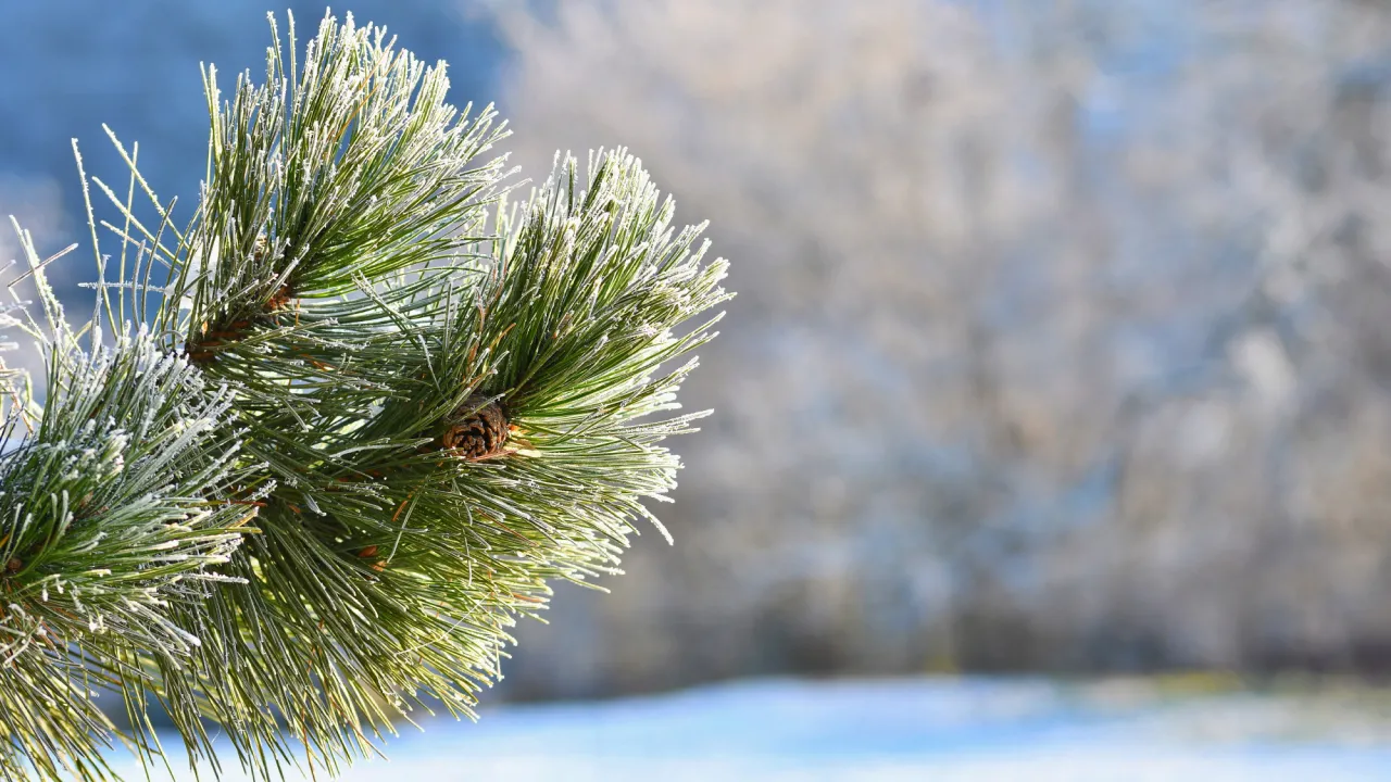 Україну розділять температурні контрасти: де 25 січня вдарять морози -17°C, а де прийде відлига 