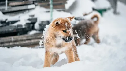 Морози до -20°: що чекає Україну на початку лютого - фото