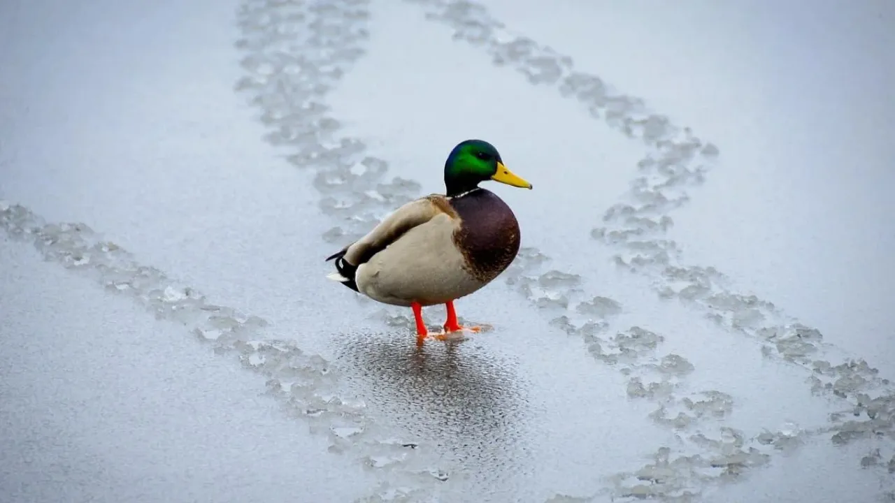 Морози відступають: якою буде погода в Україні наприкінці січня 