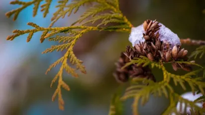 Відлига охопила Україну: де буде до +11° і в яких регіонах піде мокрий сніг - фото