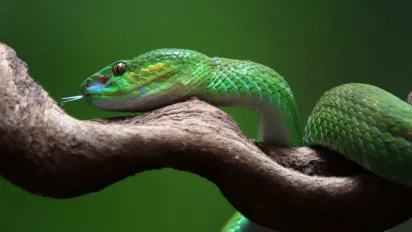 Попередження чи успіх: що насправді означає сон про змію та її укус - фото