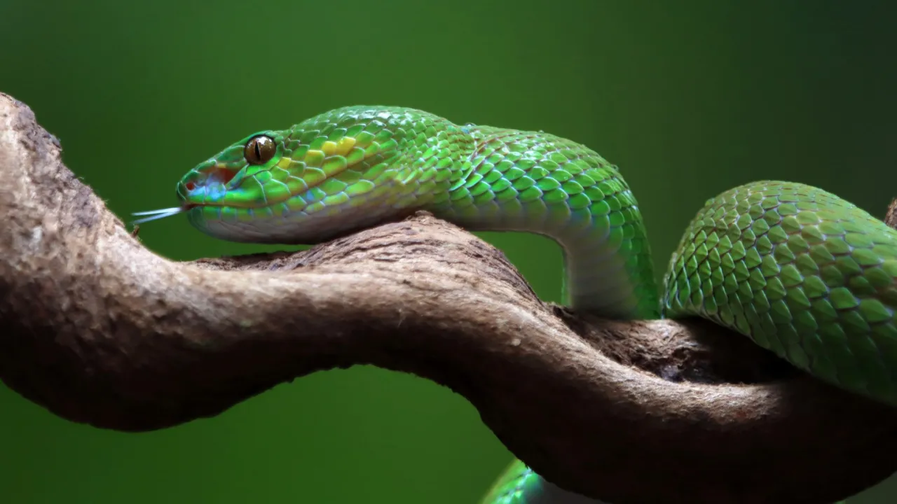 Попередження чи успіх: що насправді означає сон про змію та її укус 