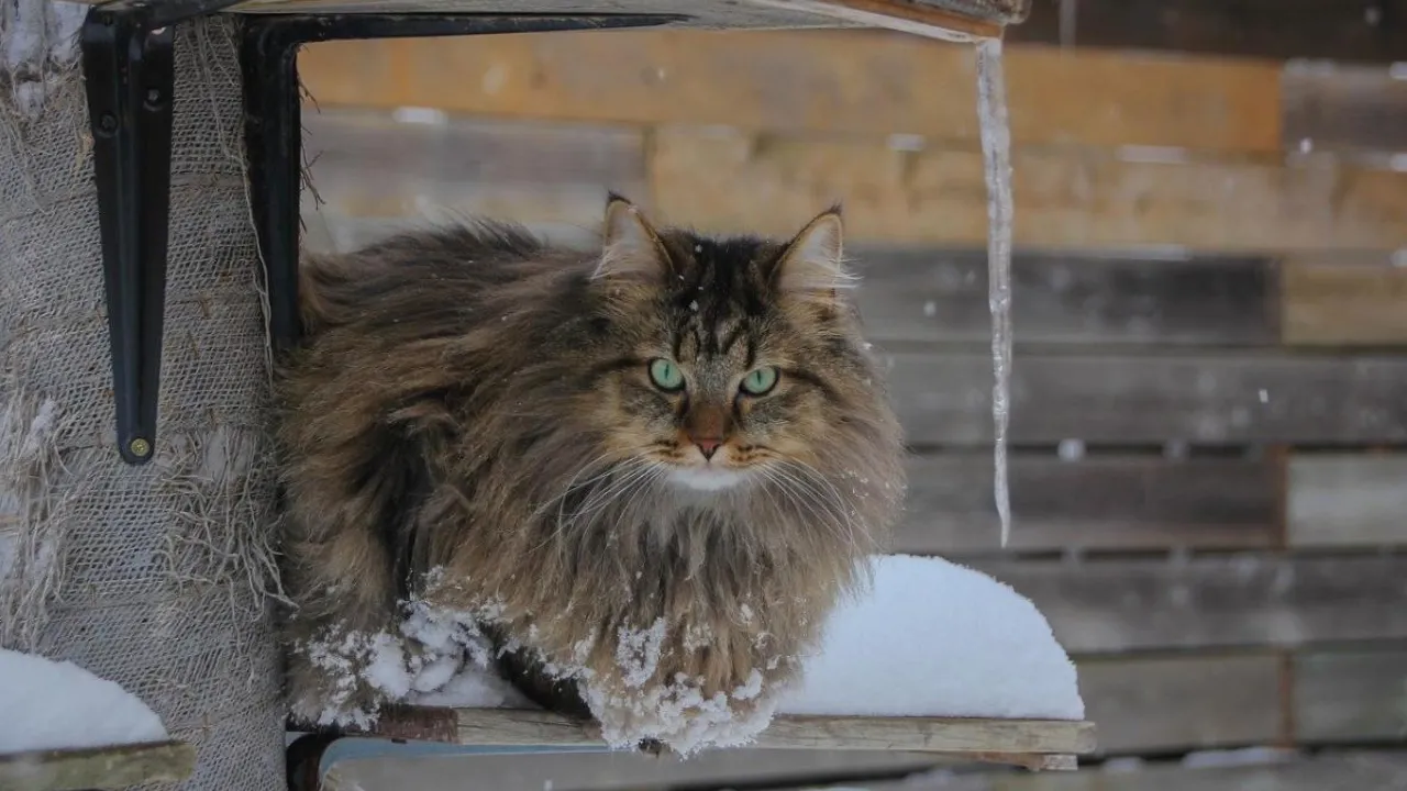 В Україні зафіксували найсильніші морози за 20 років: що відбувається і коли потепліє 