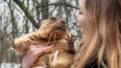 Коли в Україні настане весна: харківський бабак дав свій прогноз - фото