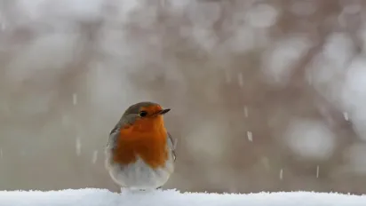В Україну йде потепління, але ненадовго: де буде «плюс» і коли знову вдарять морози - фото