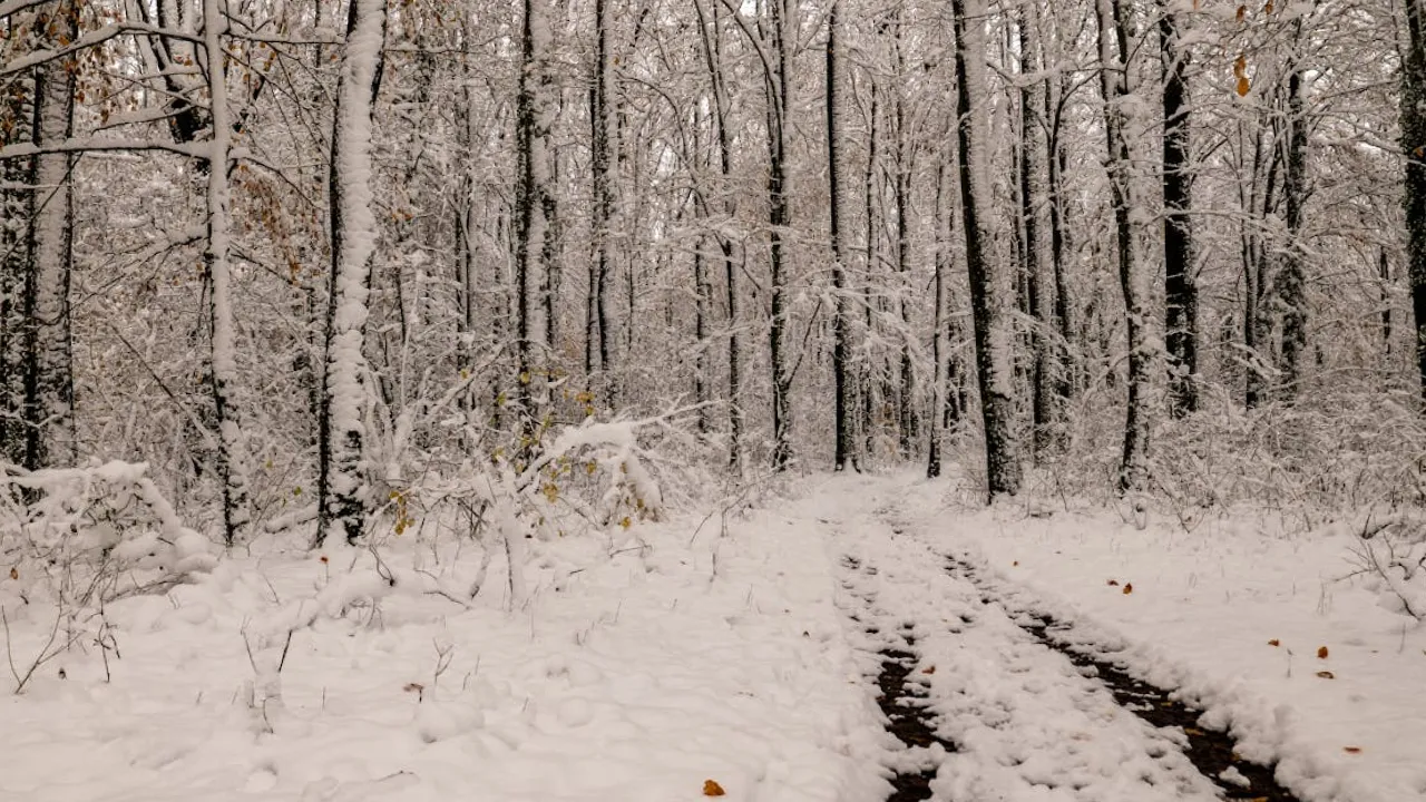 Температурні гойдалки: коли в Україну прийде тепло та чому морози повернуться вже за тиждень 