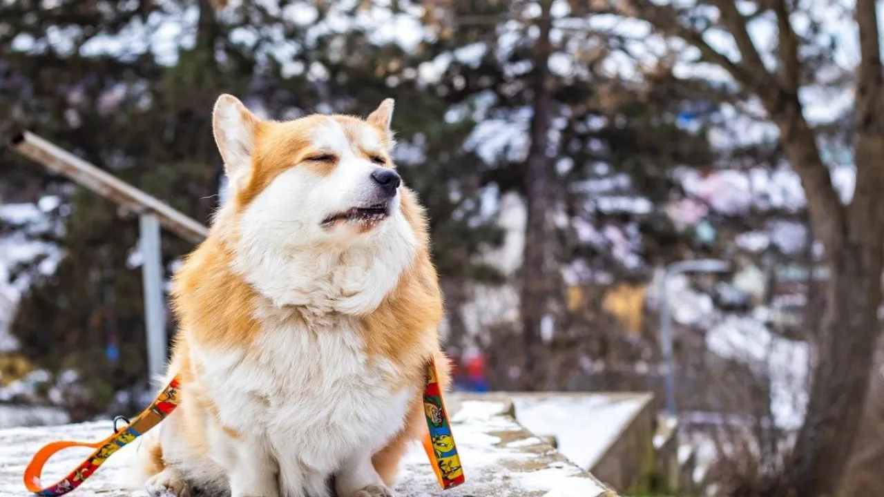 Сильні морози відступають: в Україну йде різка зміна погоди з опадами та відлигою 
