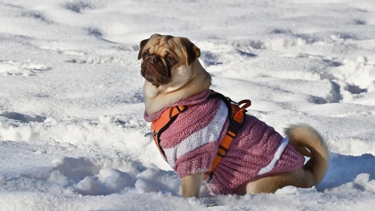 В Україну повернеться холод: синоптики попередили про температурні гойдалки 
