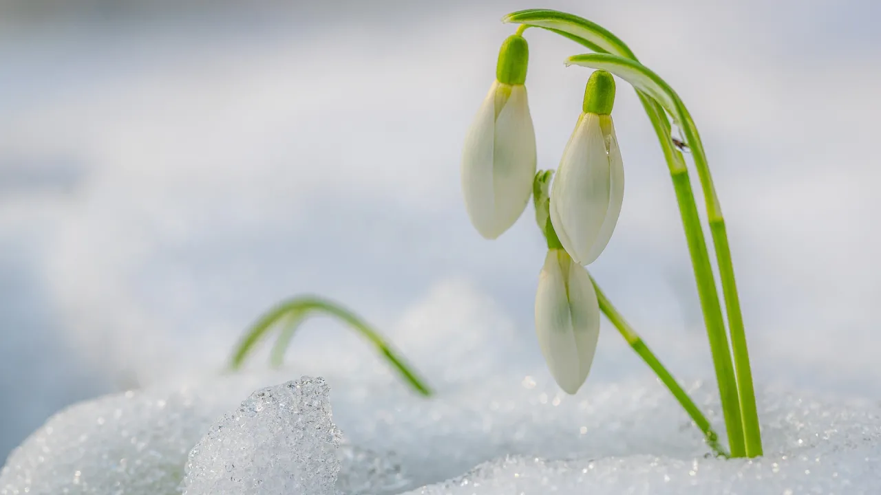 Перші ознаки весни в Україні: синоптик назвав дати зміни погоди 