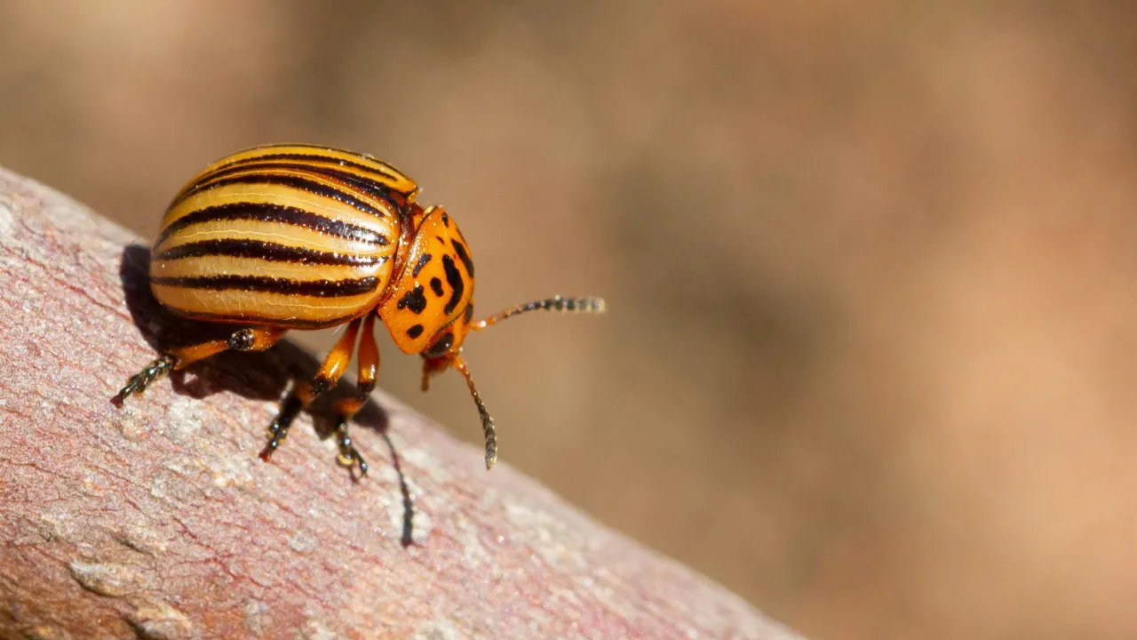 Природний щит для картоплі: три квітки, які виженуть колорадського жука з вашого городу 
