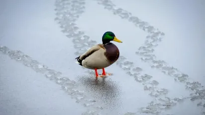Погода 11 лютого: в Україну йде відлига до +5 градусів - фото