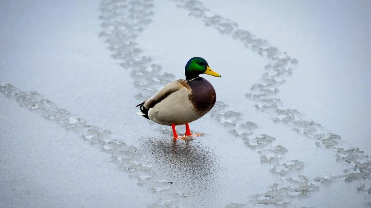 Погода 11 лютого: в Україну йде відлига до +5 градусів 