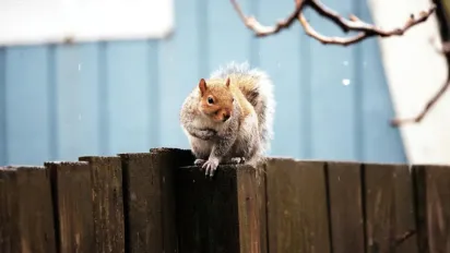 Весна в лютому: в яких регіонах України сьогодні потеплішає до +11° та де чекати мокрий сніг - фото
