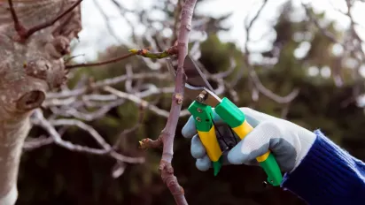 Не пропустіть лютий: 5 критично важливих робіт у саду, які потрібно зробити просто зараз - фото