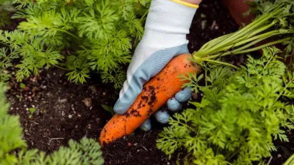 Забудьте про проріджування: як посіяти моркву так, щоб вона зійшла рівними рядами - фото