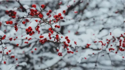 День Онисима 15 лютого: як закликати достаток у дім та чому чоловікам не можна брати в руки інструменти - фото