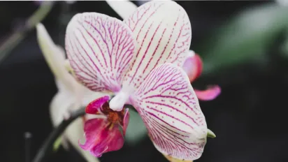 Орхідея випускає стрілу за лічені дні: 5 перевірених способів змусити квітку зацвісти - фото