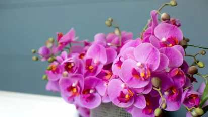 Більше ніж декор: 5 причин, чому орхідея в домі приносить багатство та душевний спокій - фото