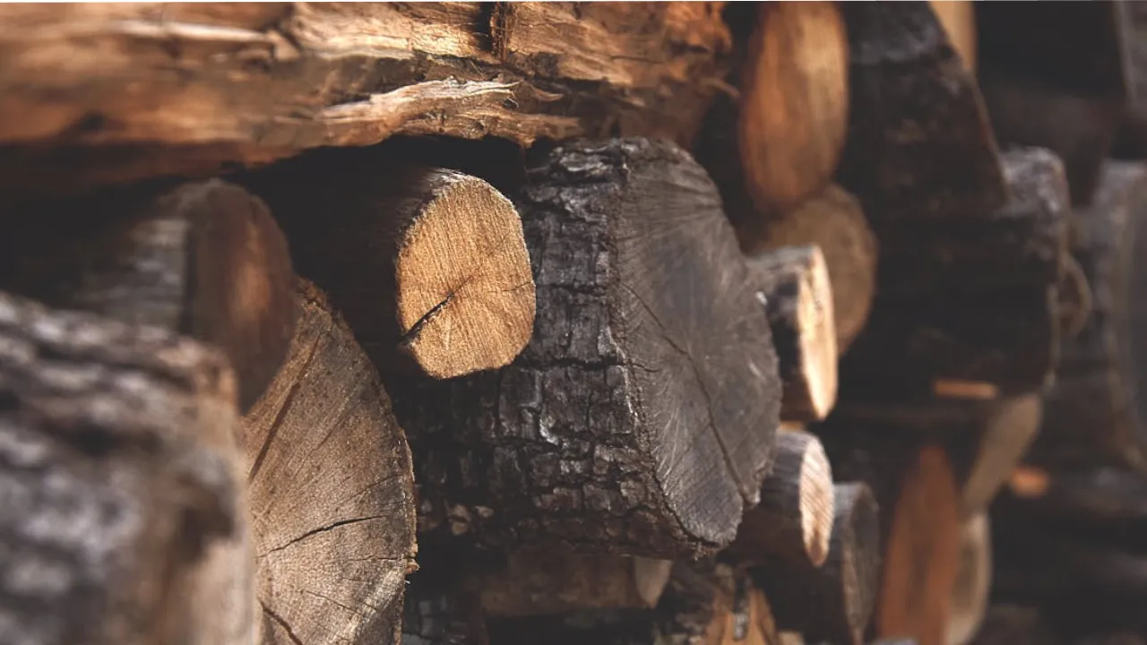 Дрова з лісу 2026: що можна збирати безкоштовно, а за що загрожує величезний штраф 
