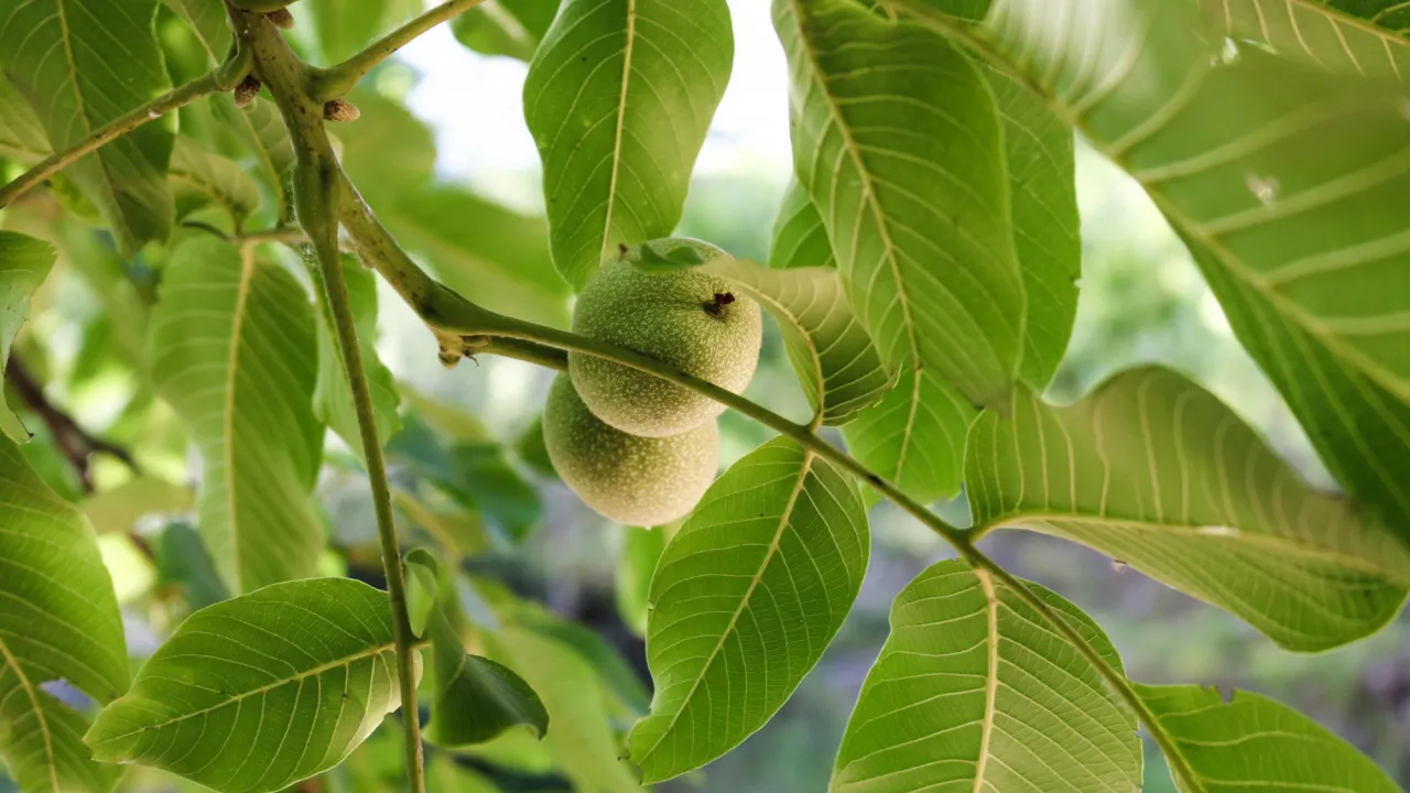 Фатальна помилка садівника: чому горіх не можна садити ближче ніж за 10 метрів від хати 