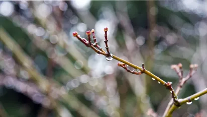 Морози відступають: синоптики назвали дату відчутного потепління в Україні - фото