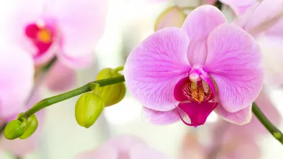 Секрет розкішного цвітіння орхідей: копійчаний засіб для шаленого росту коріння - фото