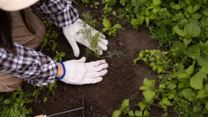 Не чекайте весни: 7 культур, які можна висівати у відкритий ґрунт уже в лютому - фото