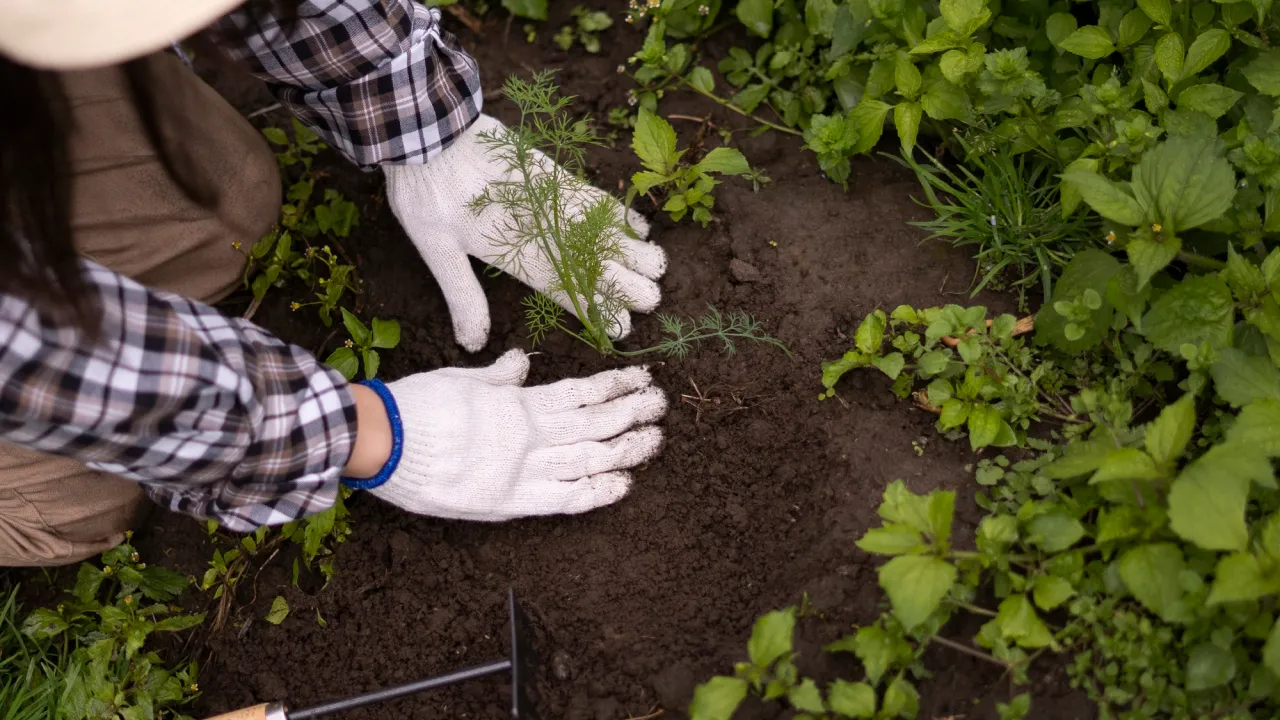 Не чекайте весни: 7 культур, які можна висівати у відкритий ґрунт уже в лютому 